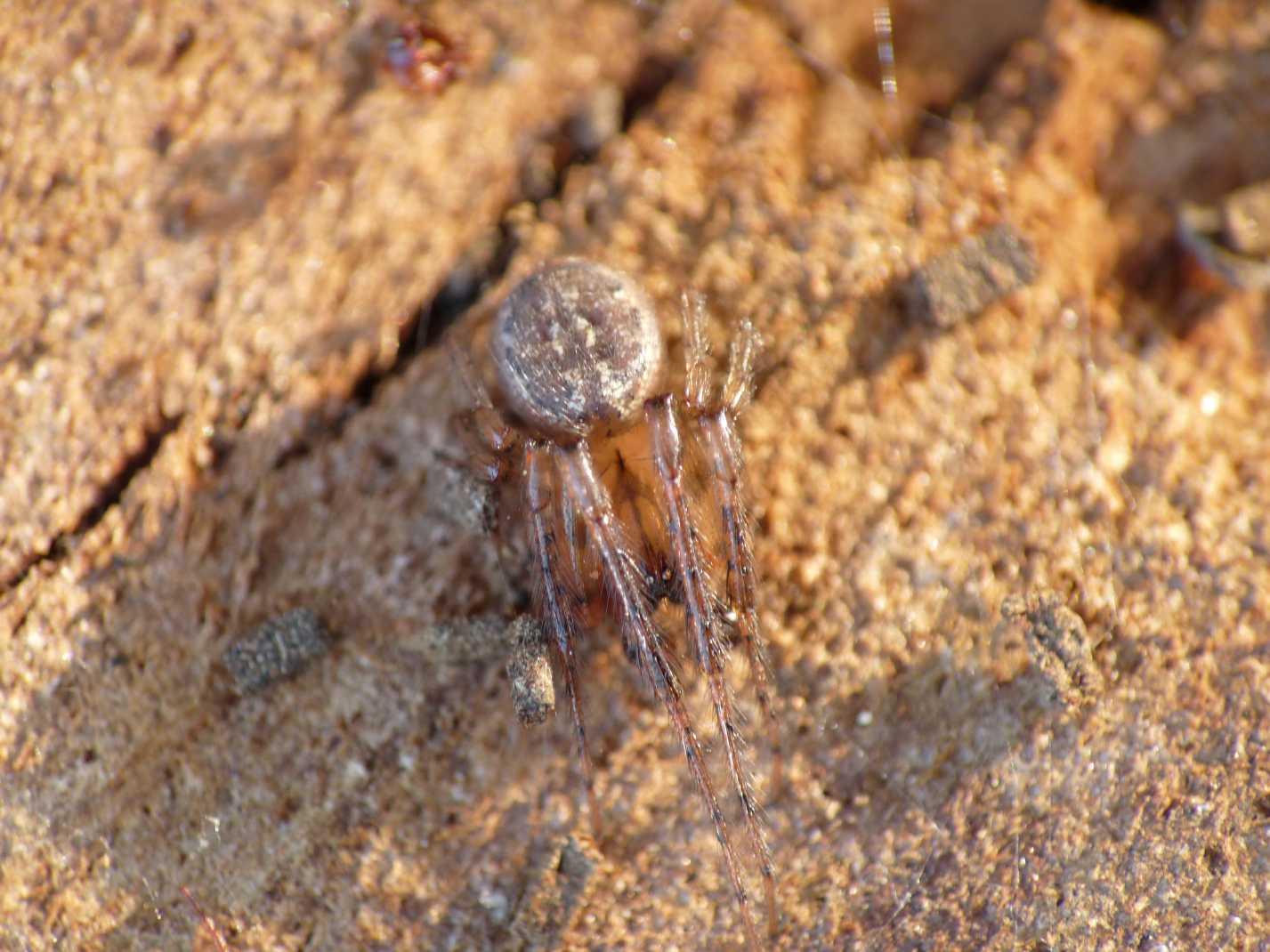 Metellina merianae